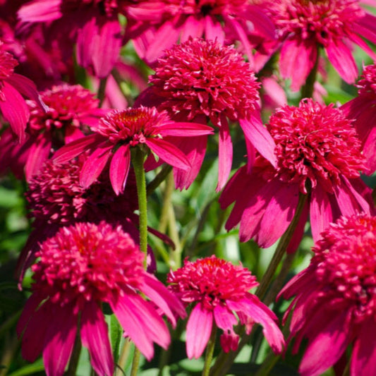 Double Scoop™ Watermelon Deluxe Coneflower