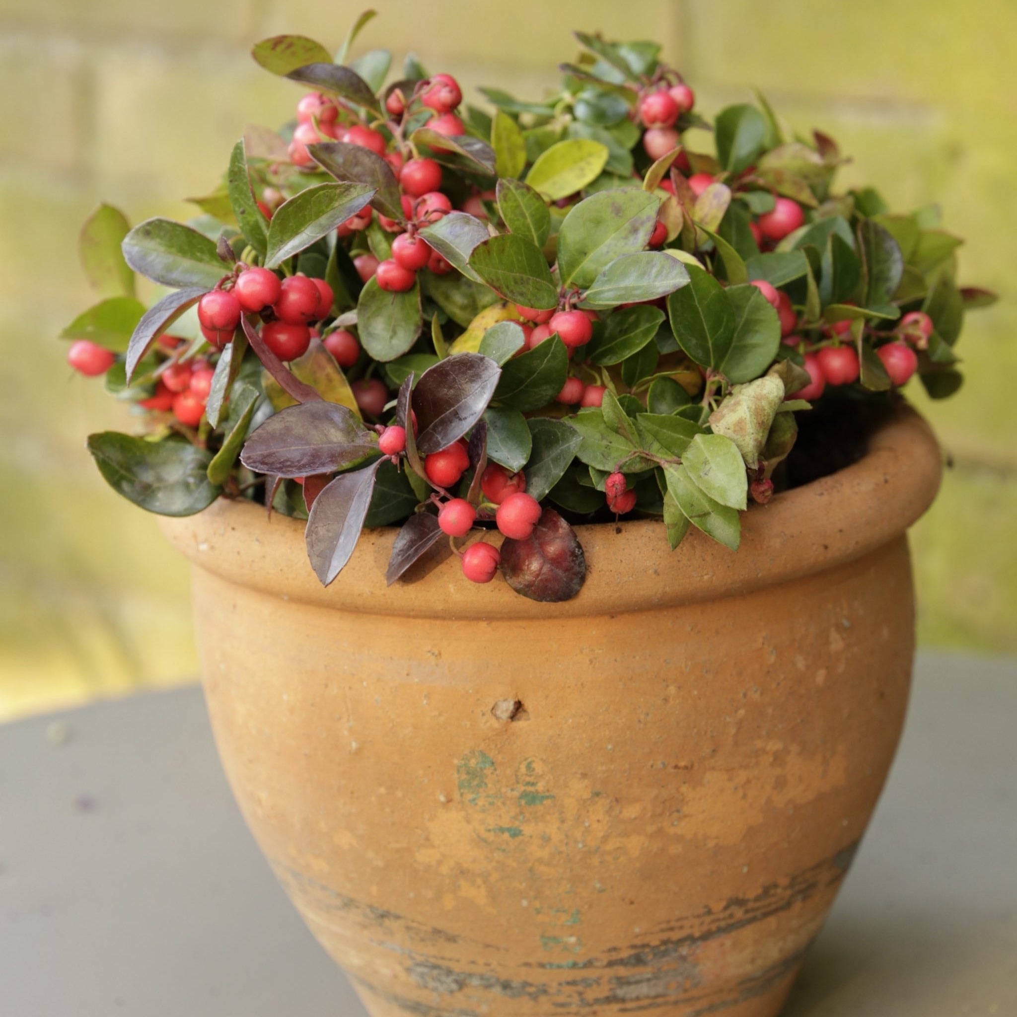 1巻 赤色＋1巻 Wood＋3巻 ミリダリーグリーン+1巻カーキ1.75mm Wintergreen Cherry Berries | Houseplants and Gifts for Delivery