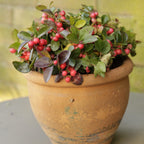 American Wintergreen