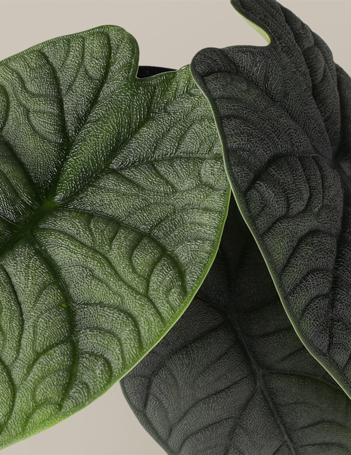 Alocasia ’Melo’