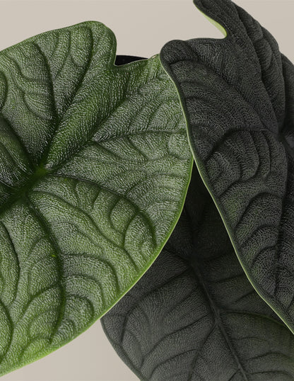 Alocasia Melo