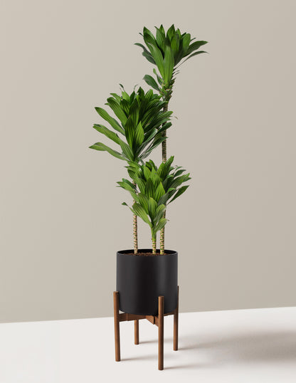 Large Dracaena Compacta Cane