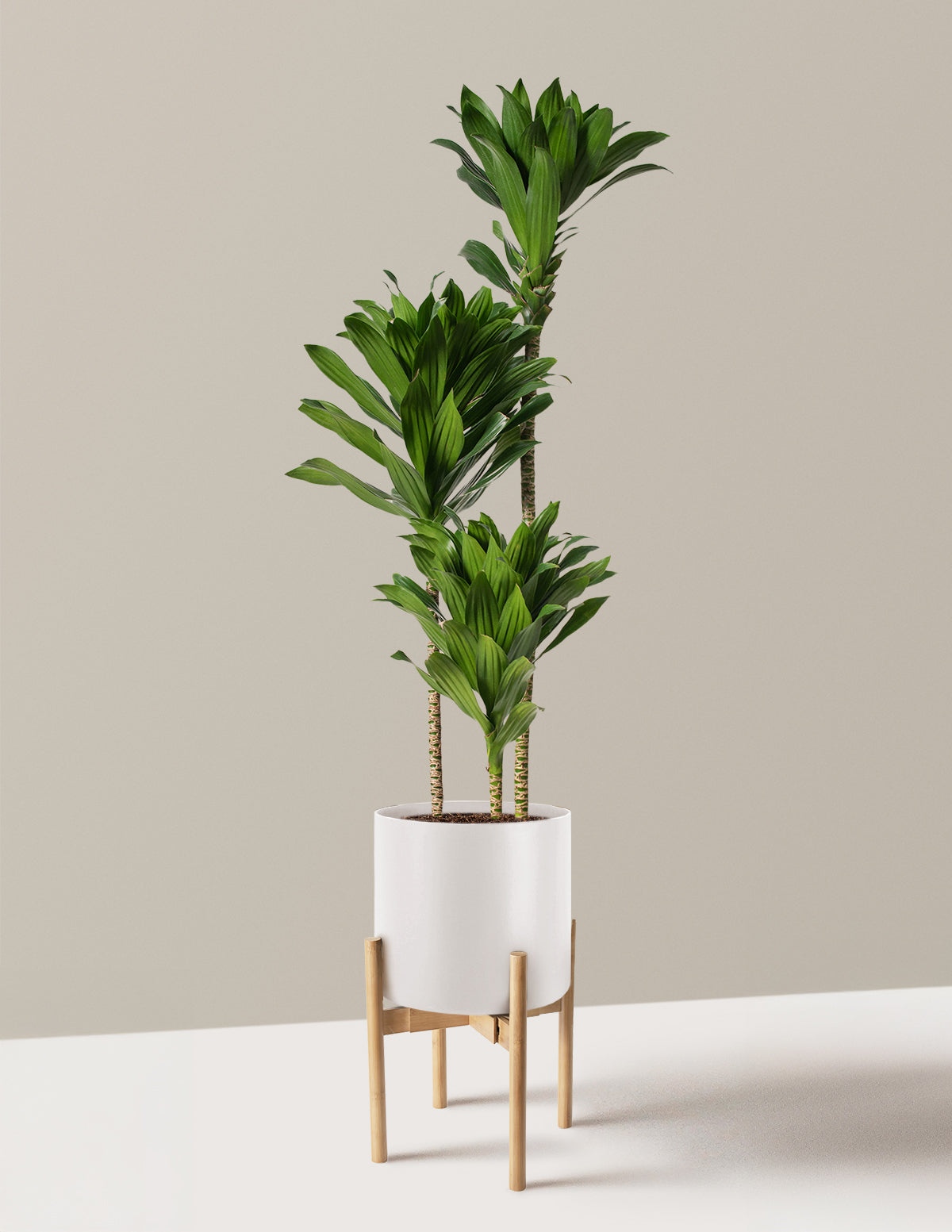 Large Dracaena Compacta Cane
