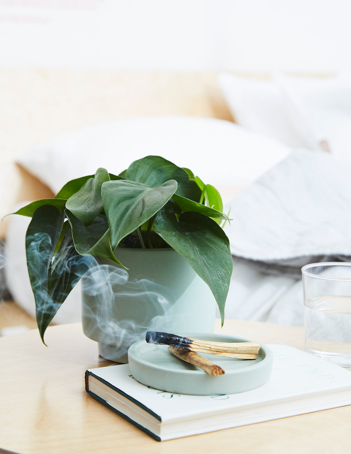 Heartleaf Philodendron