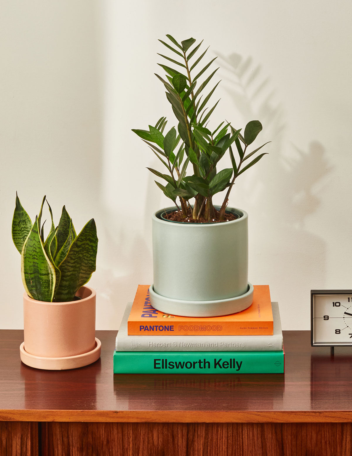 by zz plant online ZZ Plant - Large (2-3' tall) Cement Grey Planter
