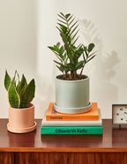 ZZ Plant