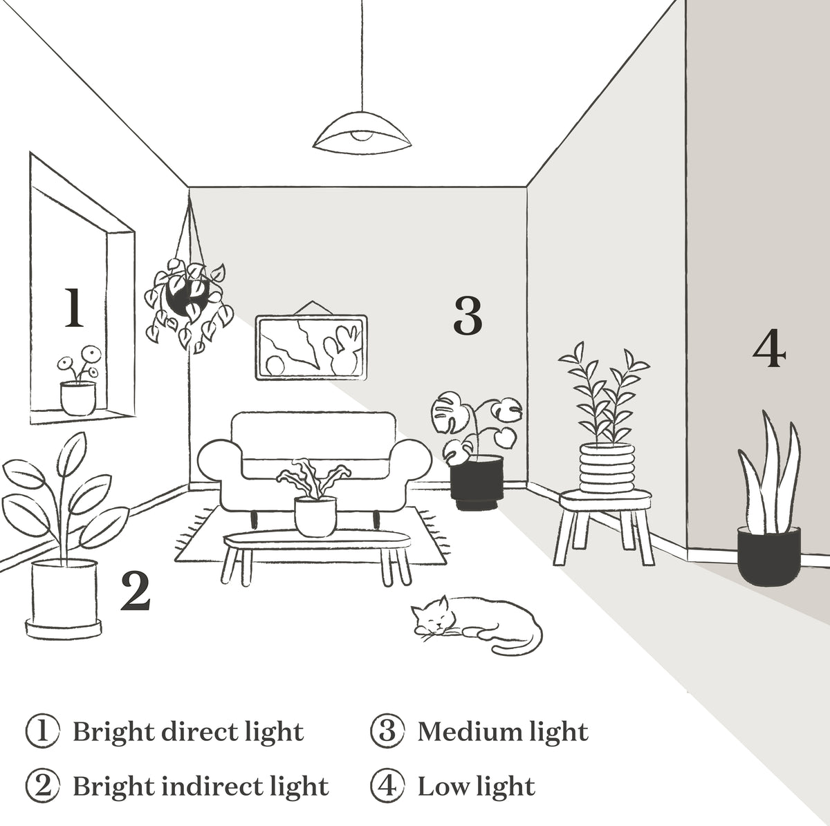 pothos n joy light requirements Pothos NJoy | Houseplants for Delivery