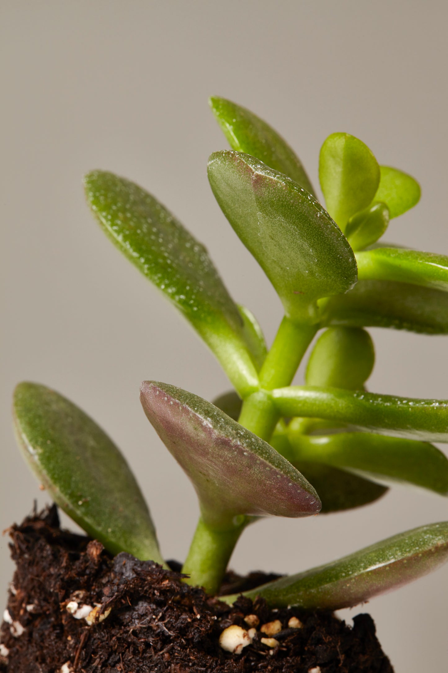 Succulent Assortment
