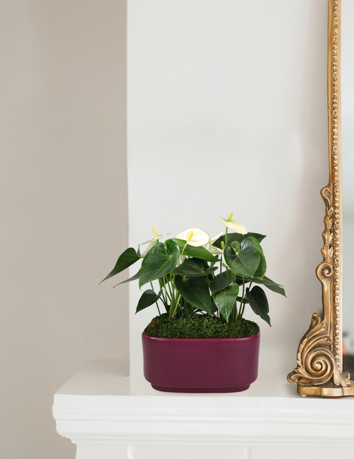 anthurium plant pot size Large Double Anthurium | Indoor Plants and Houseplants for Delivery