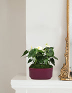 Large Double Anthurium