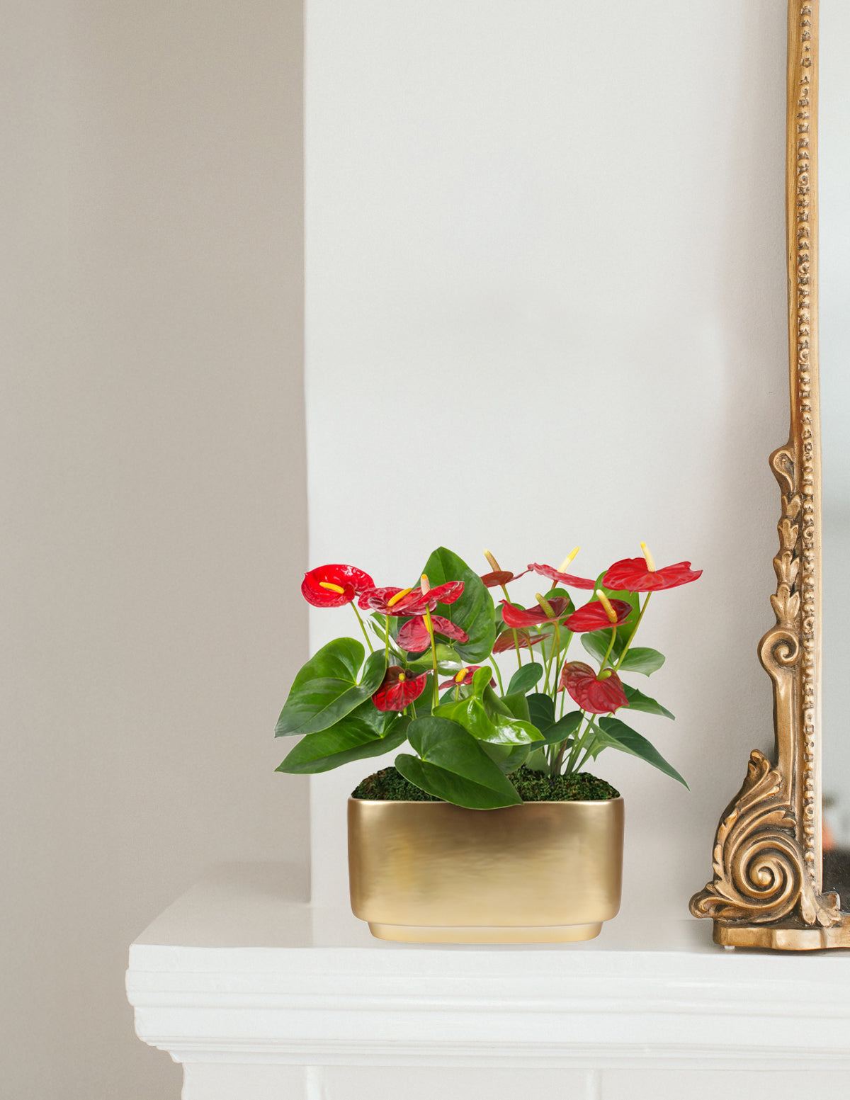 gold anthurium Large Double Anthurium Houseplant - Large (9-13" tall) Gold Planter