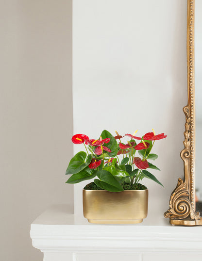 Large Double Anthurium