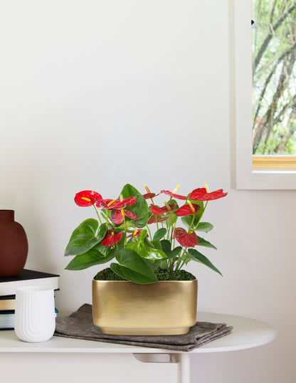 Large Double Anthurium