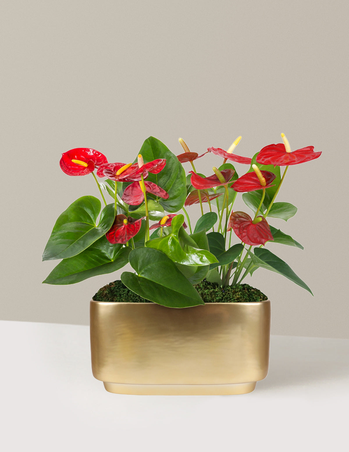 Large Double Anthurium