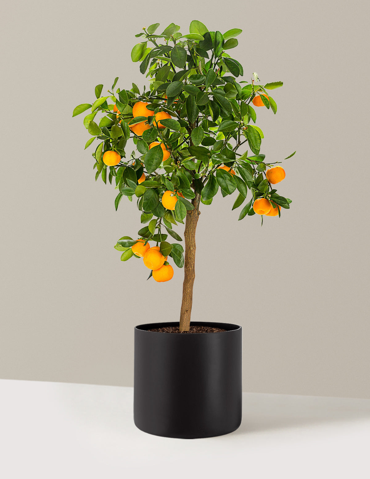 Calamondin Orange Bush
