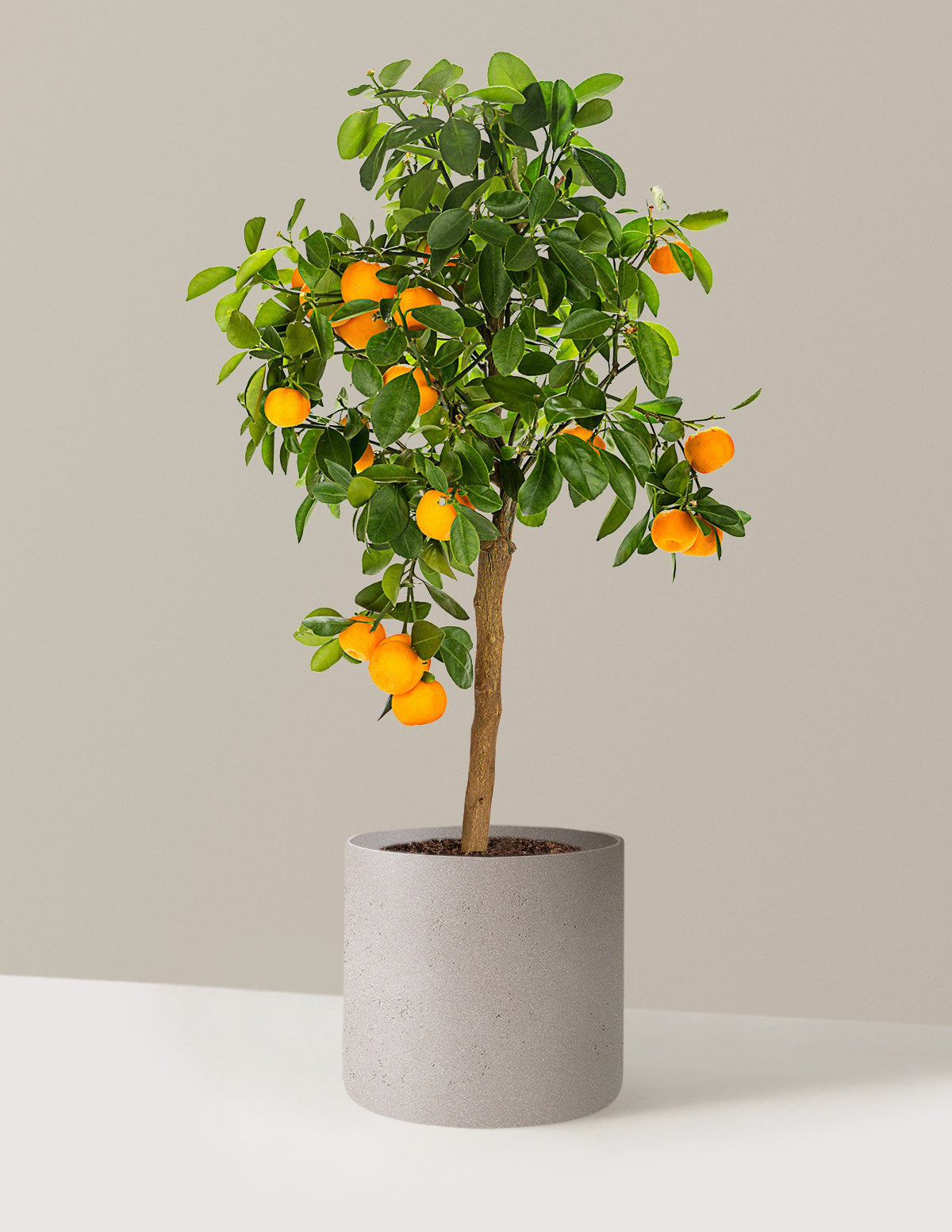 Calamondin Orange Bush