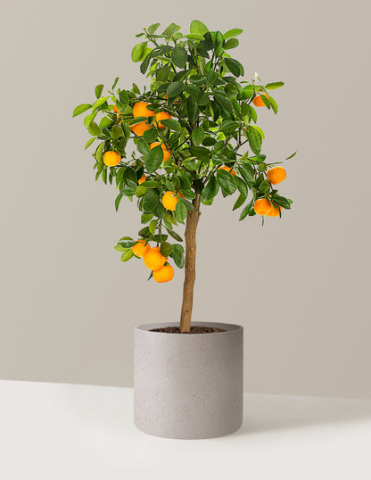 Calamondin Orange Bush