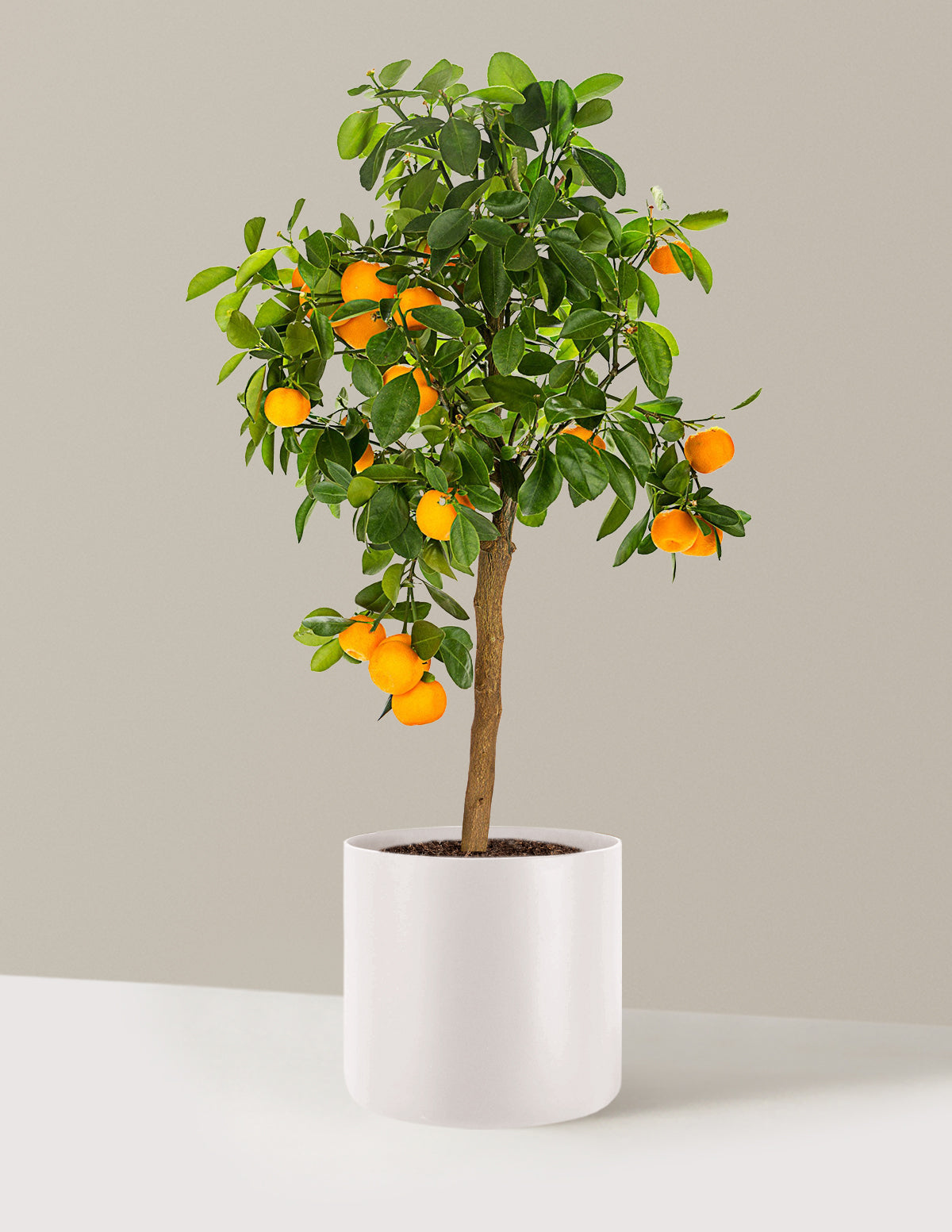 Calamondin Orange Bush