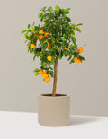 Calamondin Orange Bush