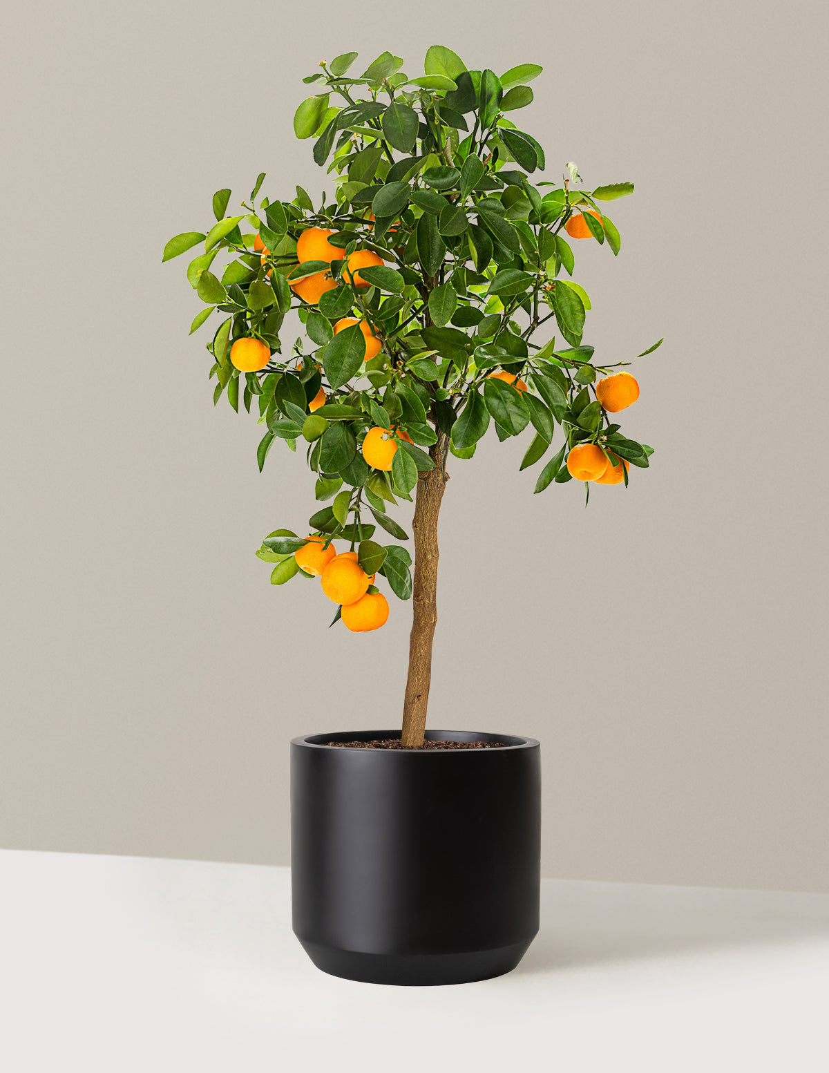 Calamondin Orange Bush