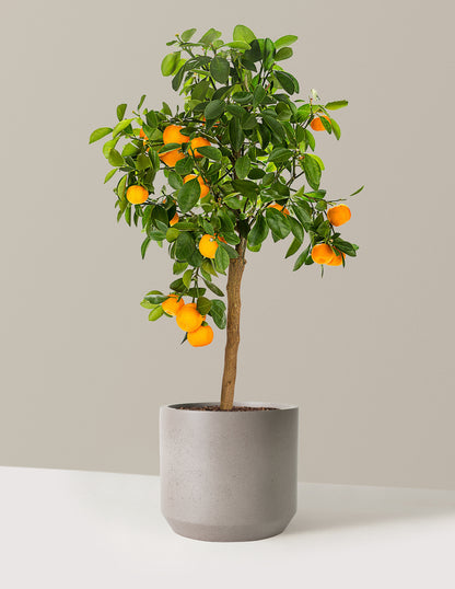 Calamondin Orange Bush