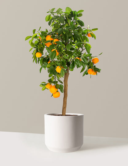 calamondin citrus tree in tucson Calamondin Orange Bush