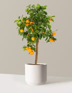 Calamondin Orange Bush