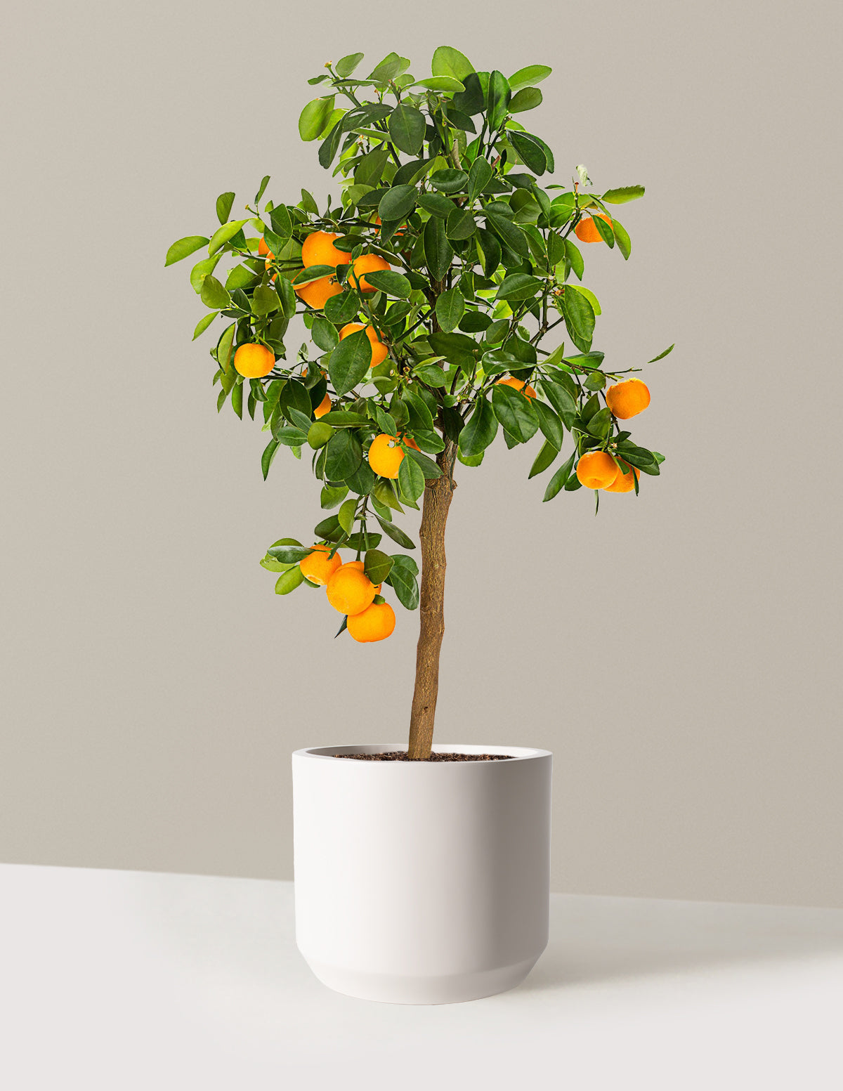 Calamondin Orange Bush
