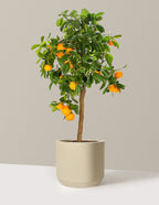 Calamondin Orange Bush