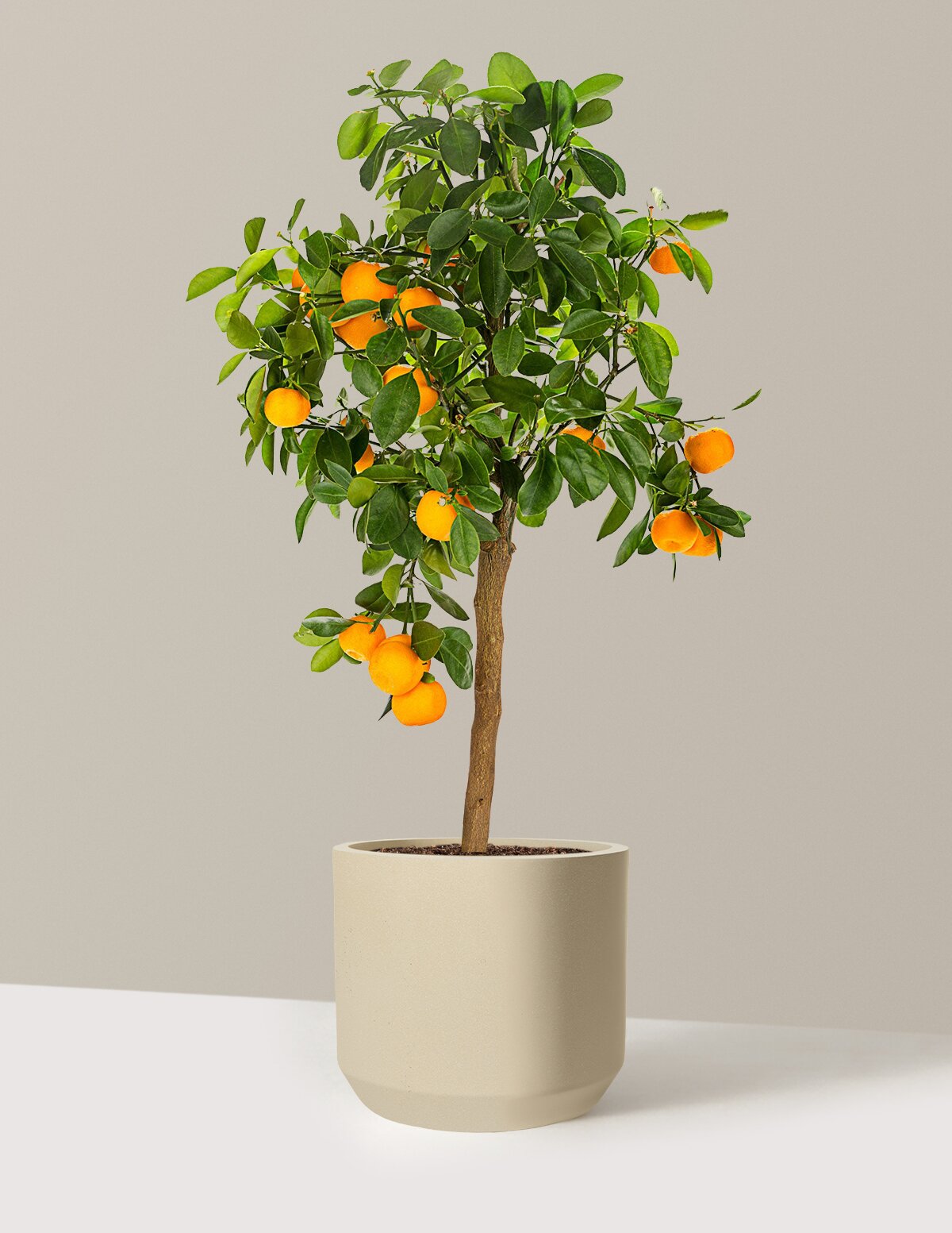 Calamondin Orange Bush