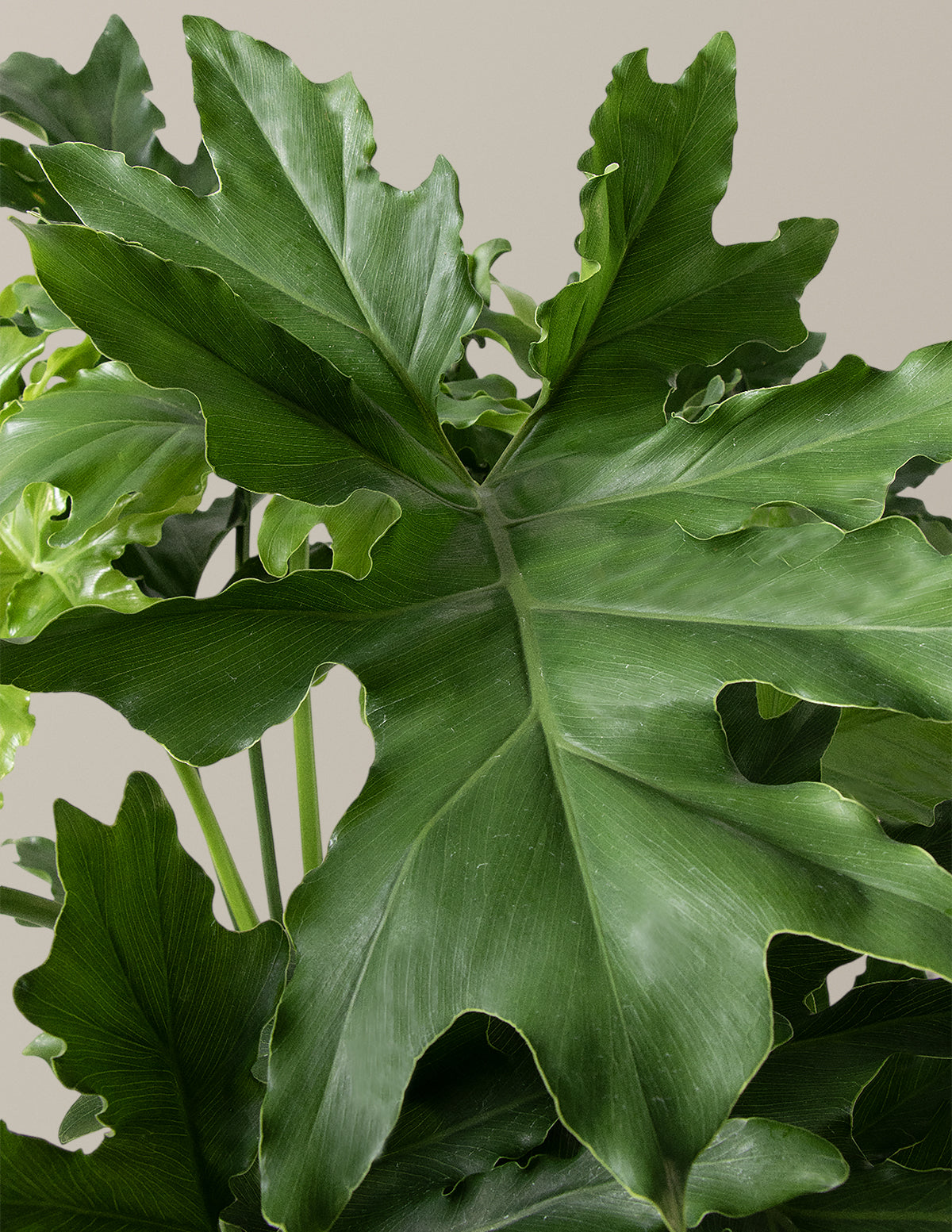 Large Philodendron Selloum Hope