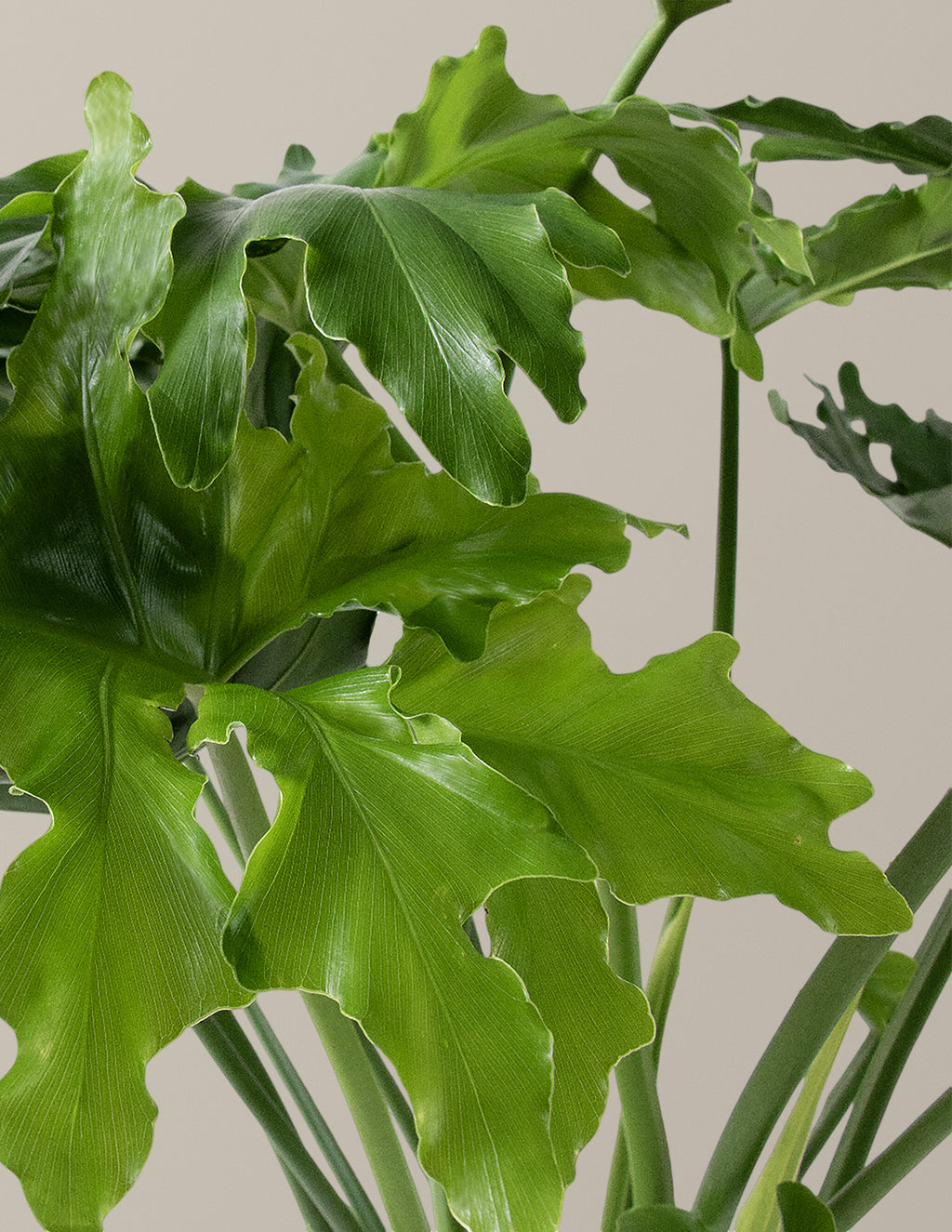 Large Philodendron Selloum Hope