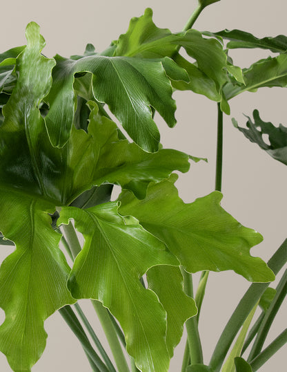 Large Philodendron Selloum ‘Hope’