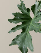 Large Philodendron Selloum Hope
