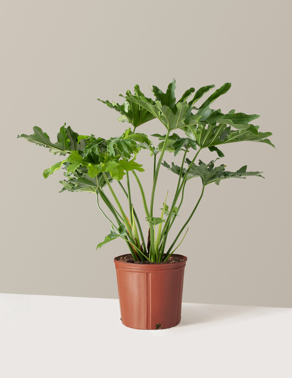 bundle | Large | Grow Pot
