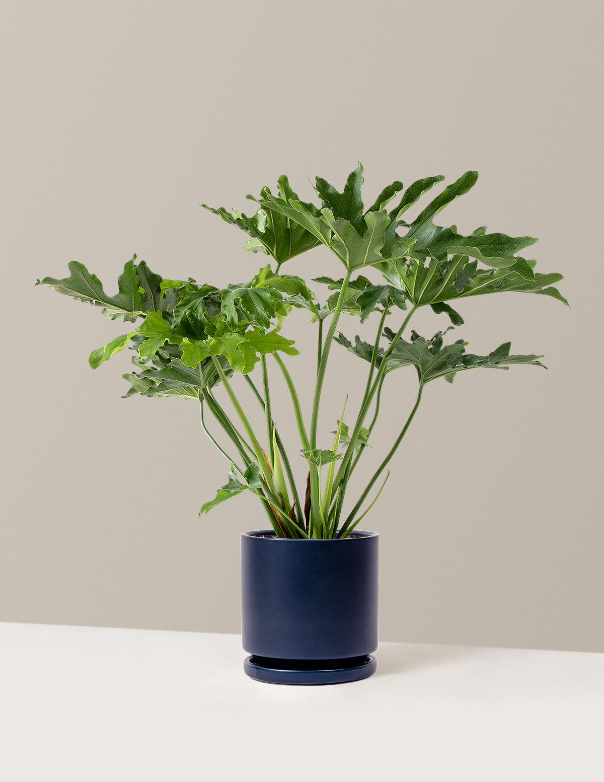 Large Philodendron Selloum Hope