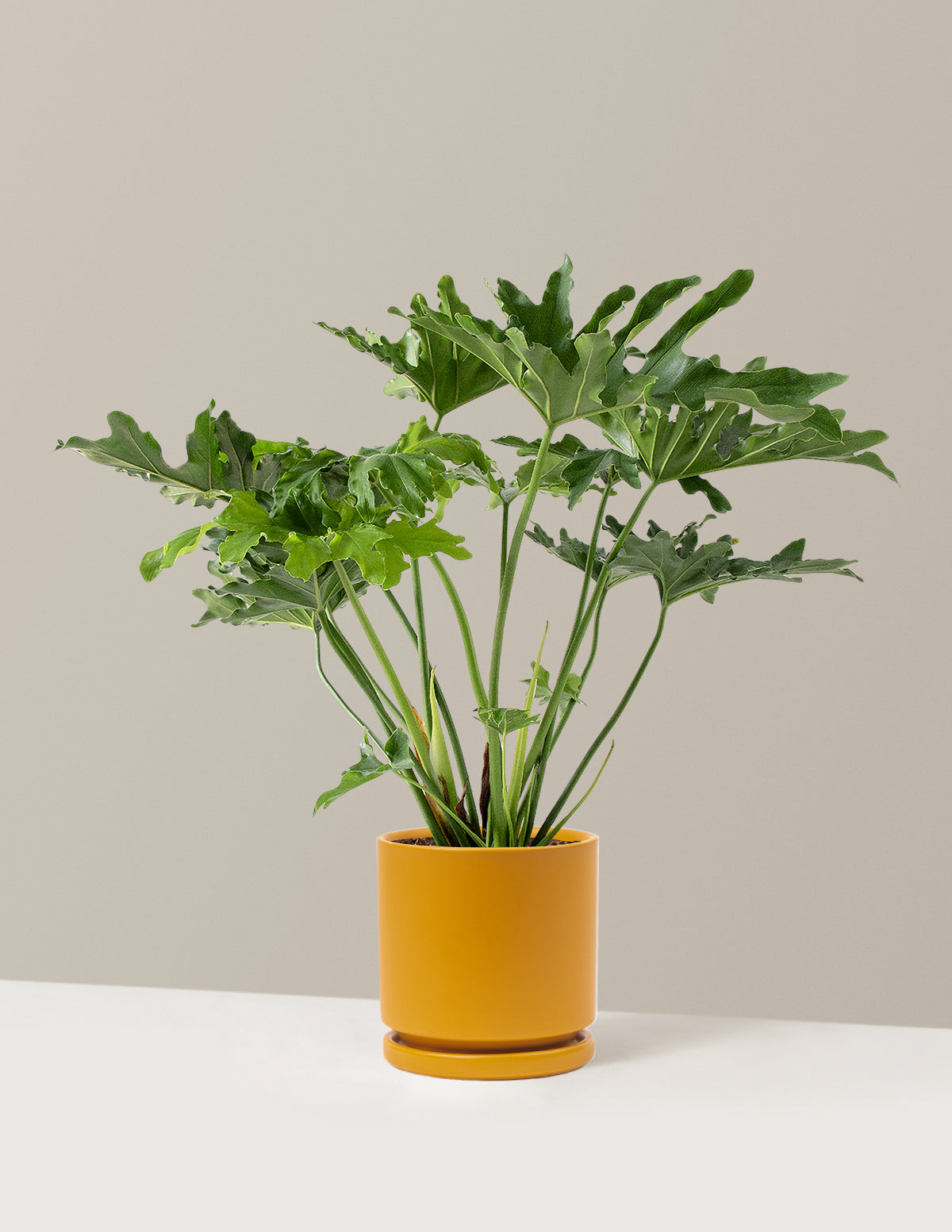 Large Philodendron Selloum Hope