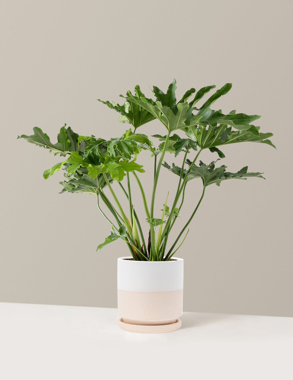 Large Philodendron Selloum Hope
