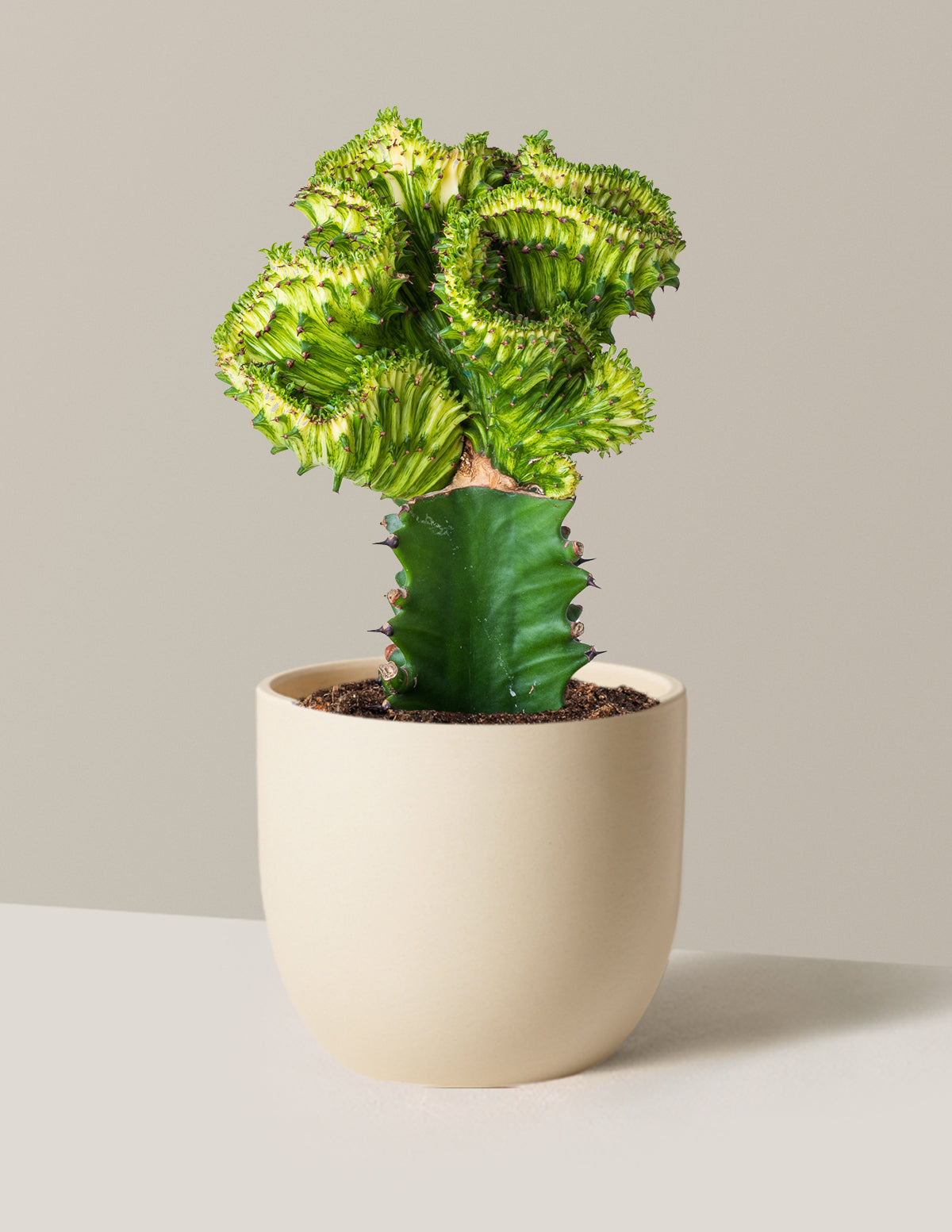 Mermaid Tail Cactus