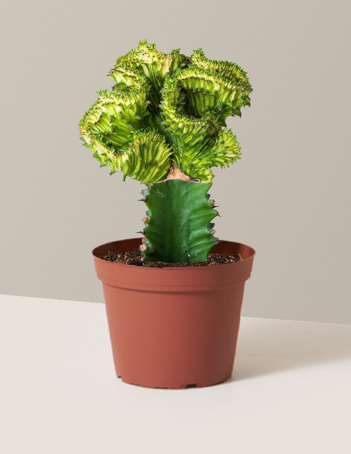 Mermaid Tail Cactus