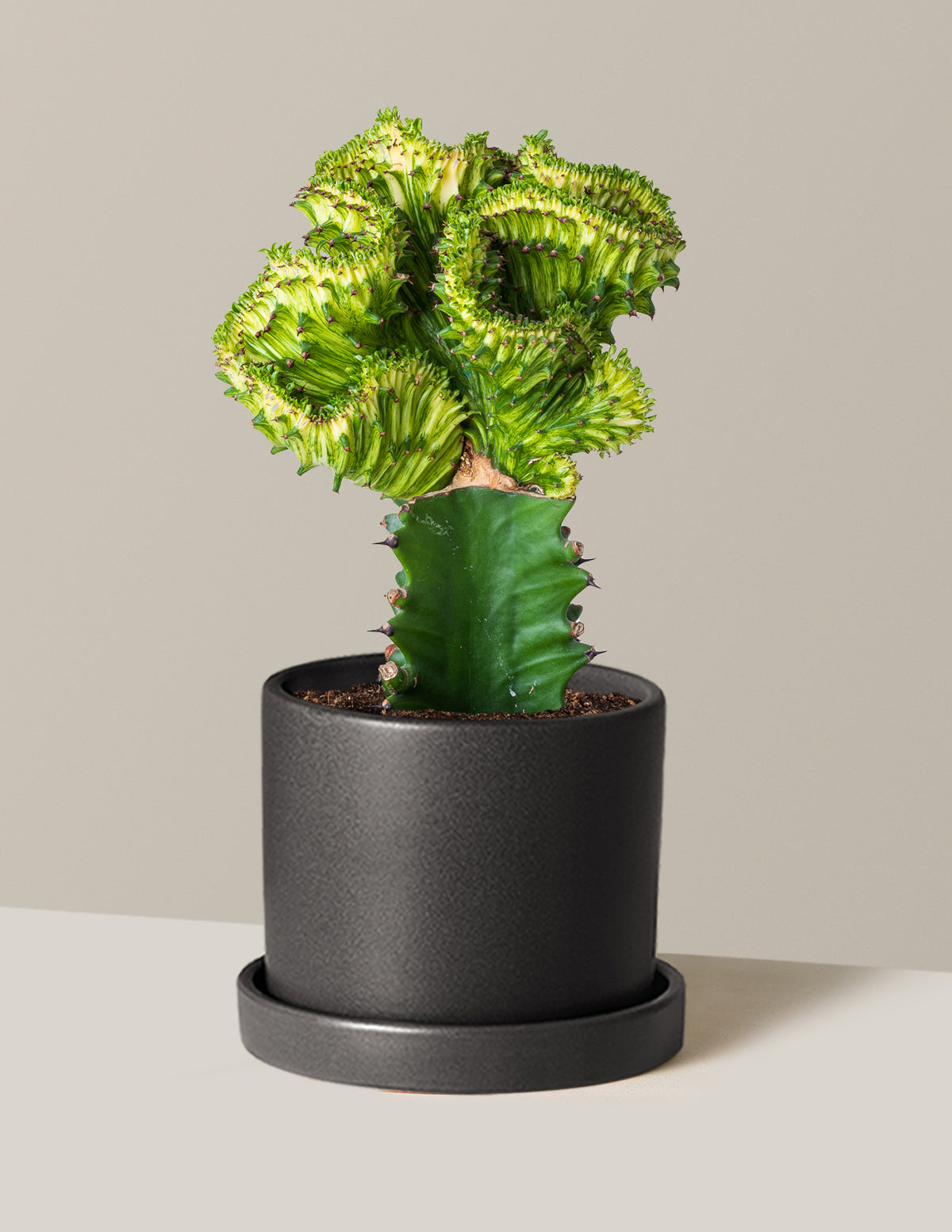 Mermaid Tail Cactus