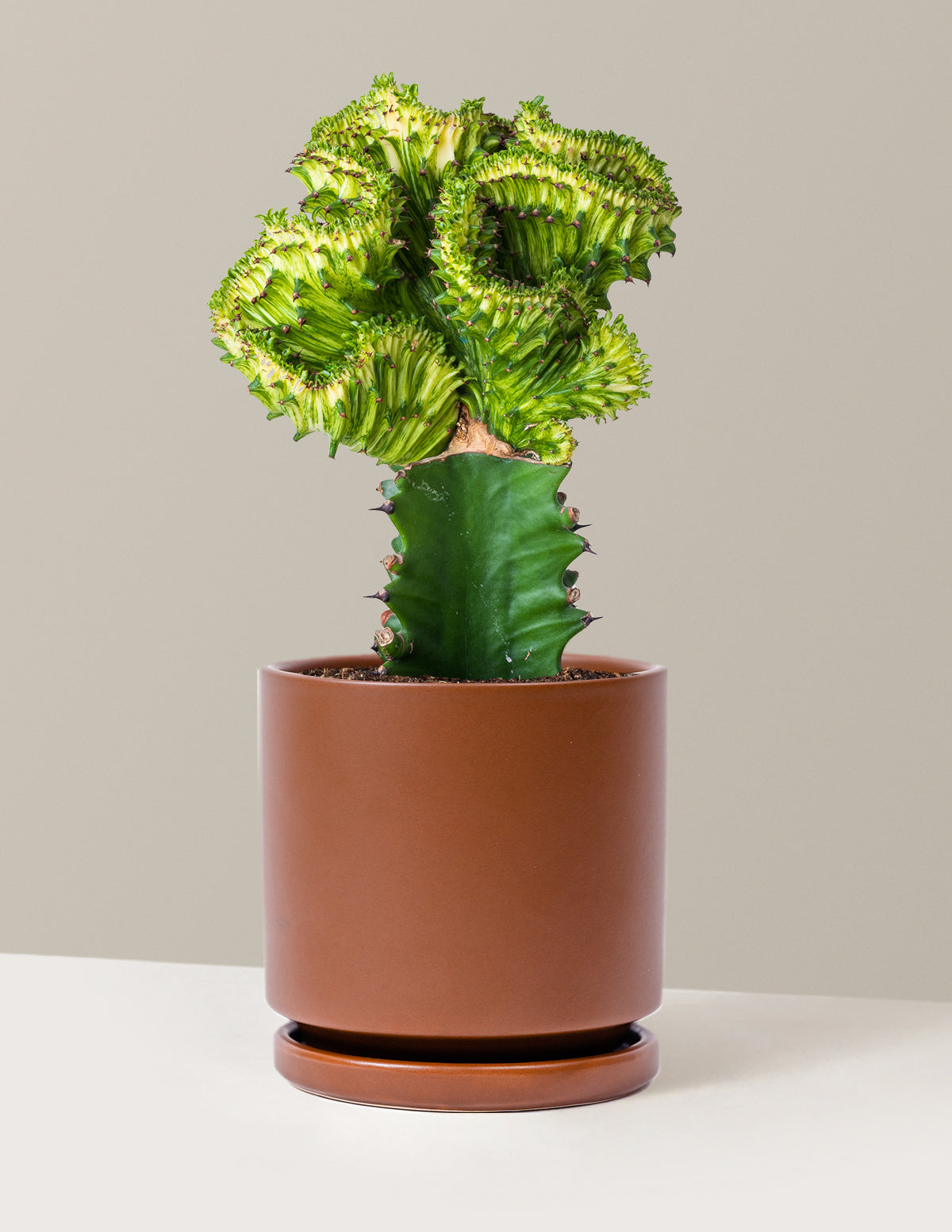 Mermaid Tail Cactus