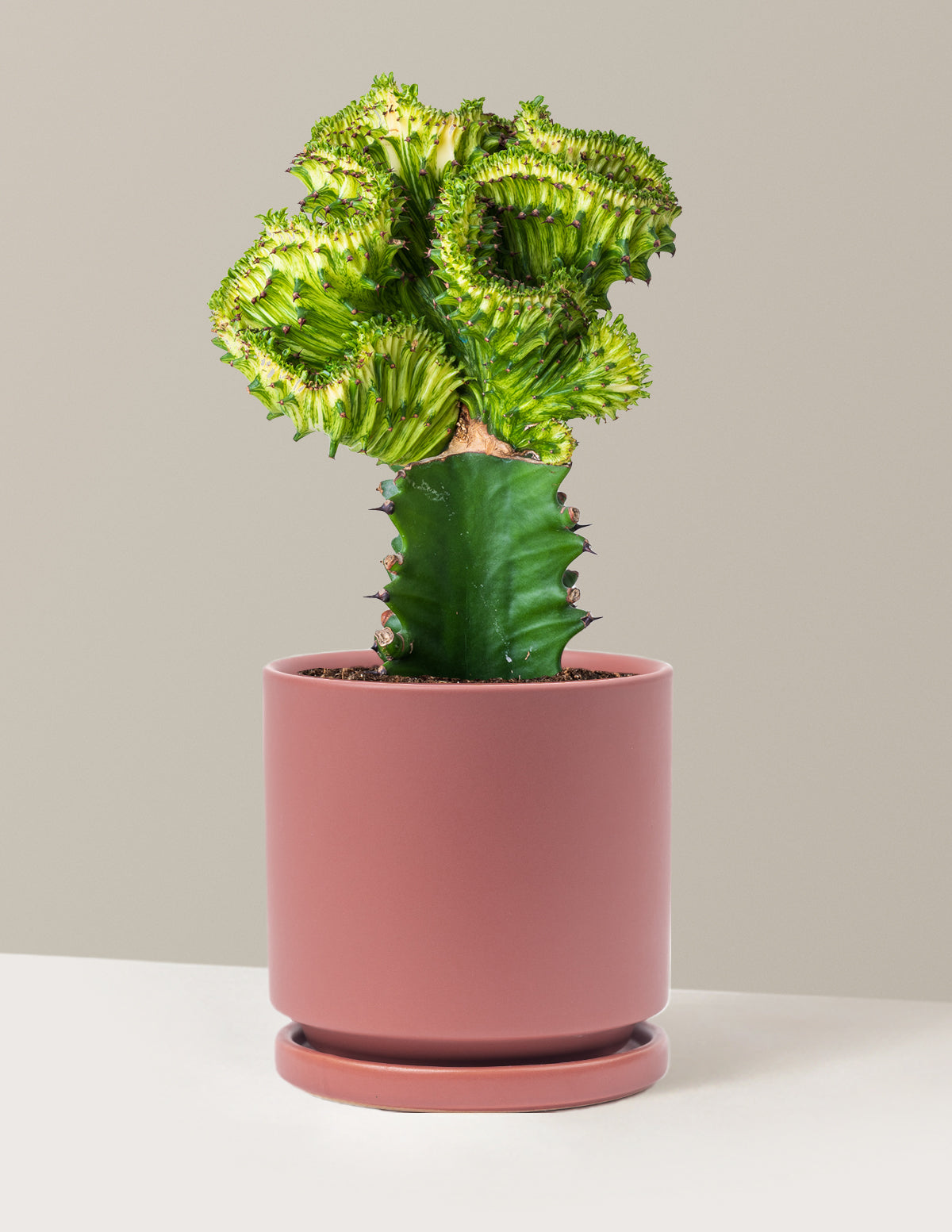 Mermaid Tail Cactus