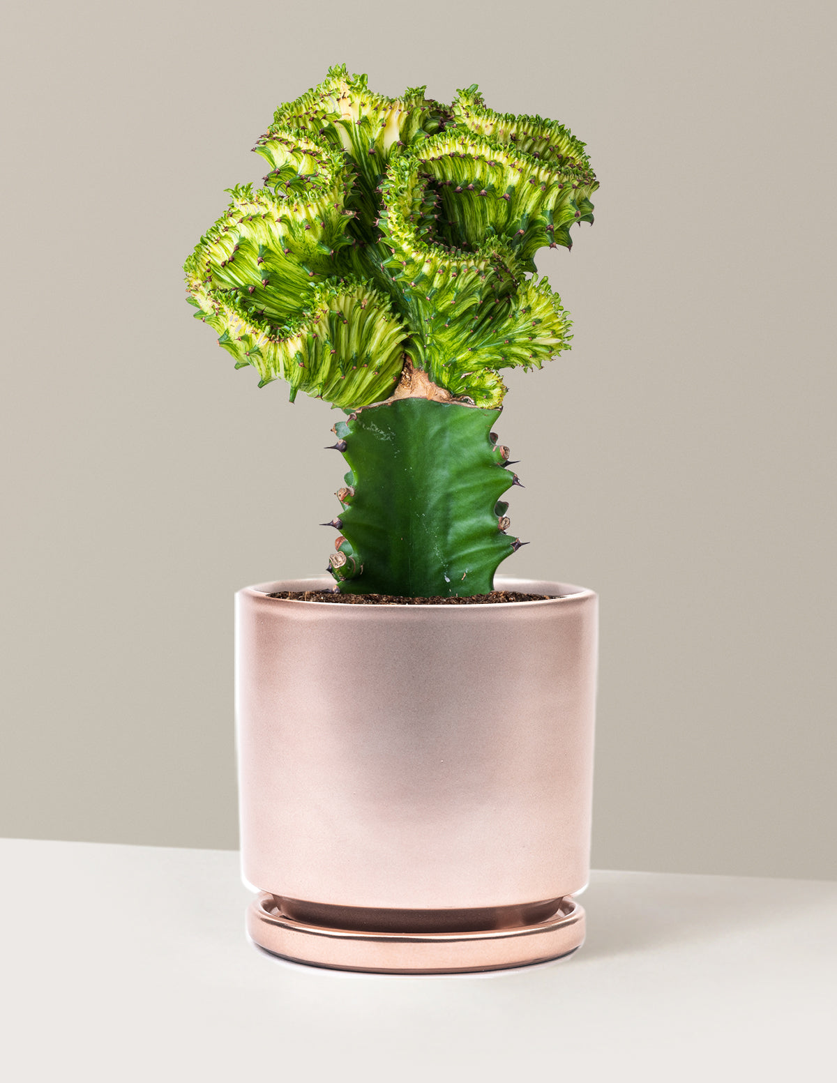 bundle | Green | Isabella | Rose Gold