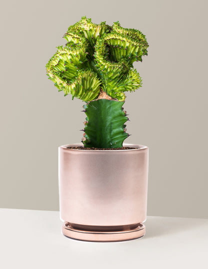 Mermaid Tail Cactus