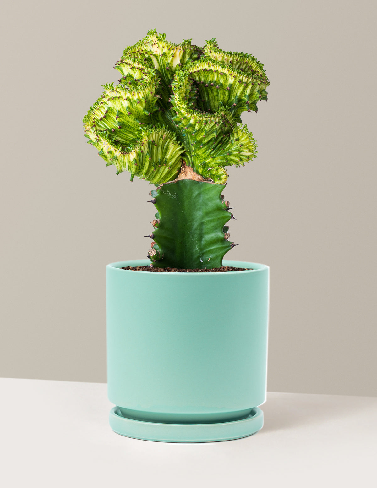 Mermaid Tail Cactus