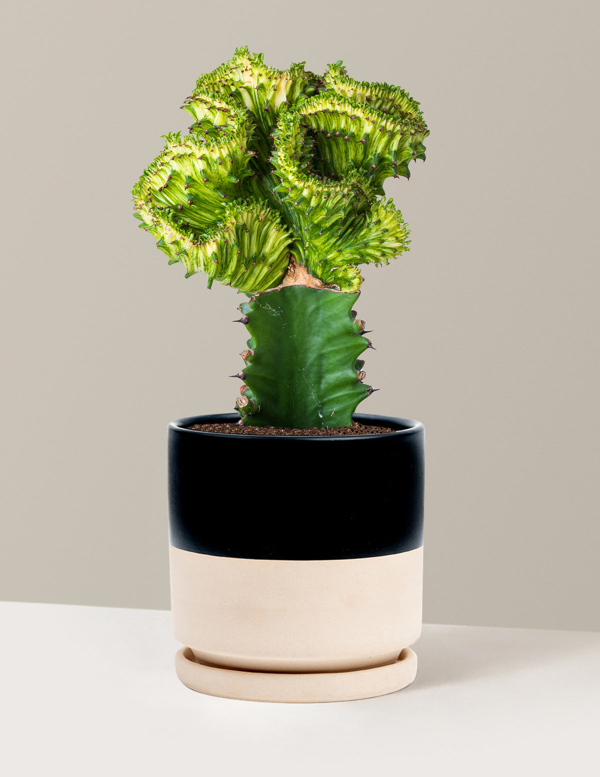 Mermaid Tail Cactus