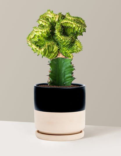 Mermaid Tail Cactus