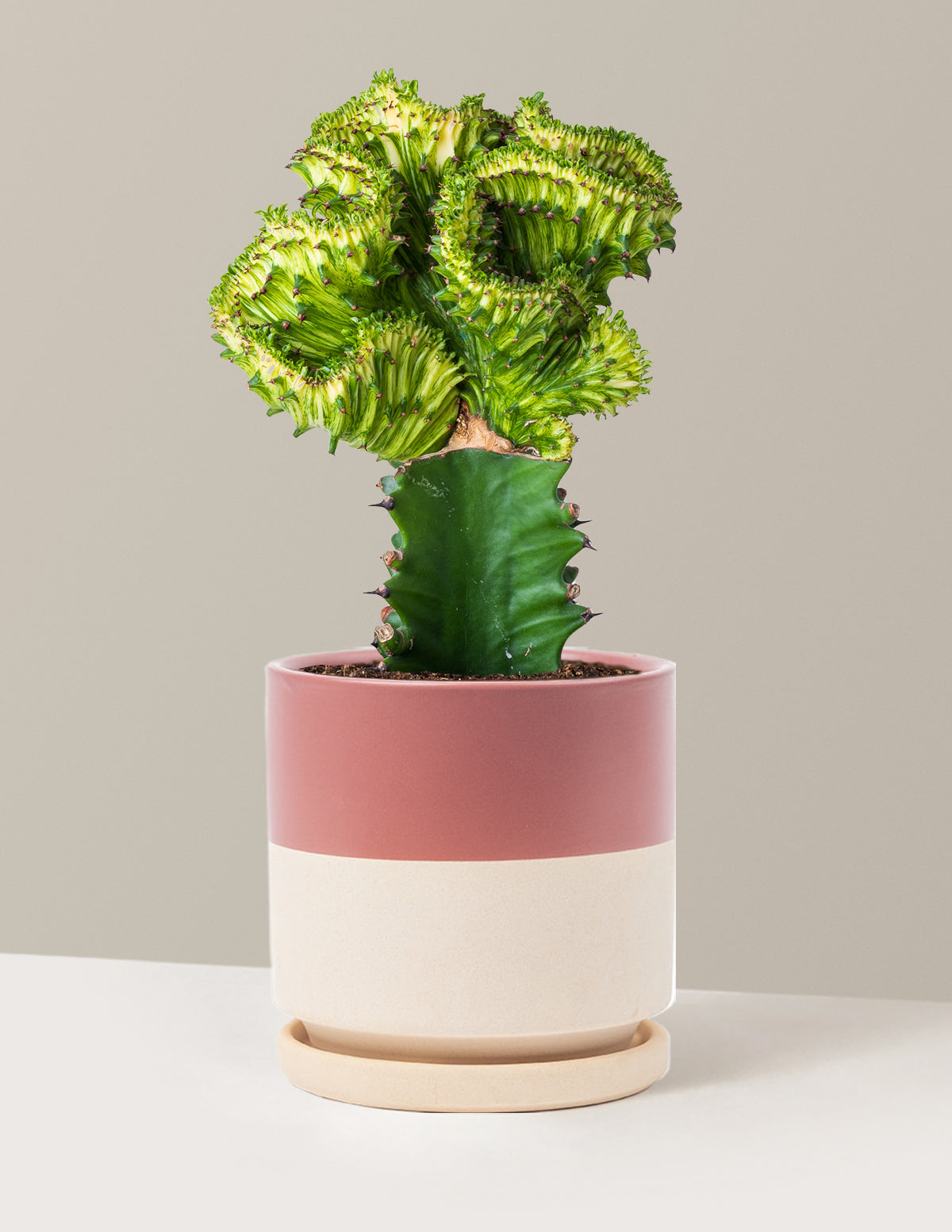 bundle | Green | Isabella | Top Half Dusty Rose