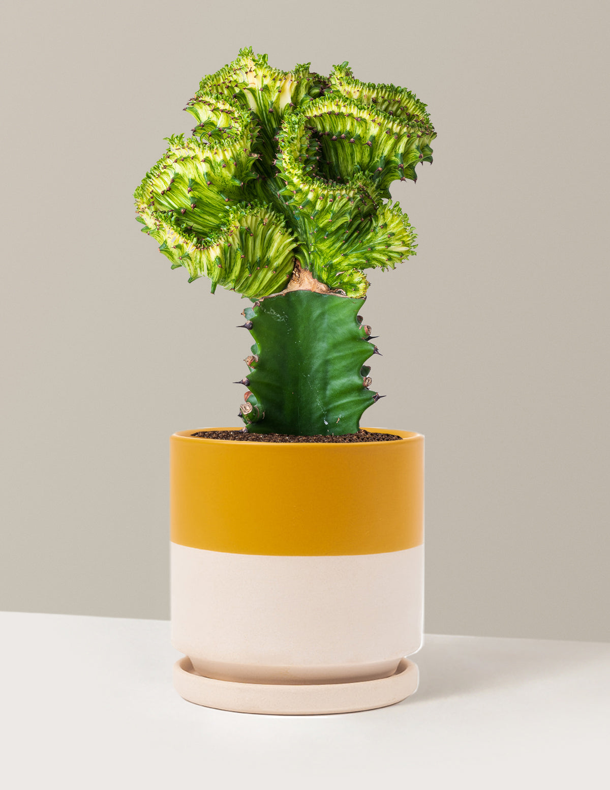 bundle | Green | Isabella | Top Half Mustard